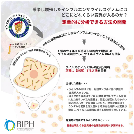 インフルエンザウイルスの変異予測・ワクチン設計に道～集団内の「潜在的変異プール」を単一分子ゲノム解析で可視化～