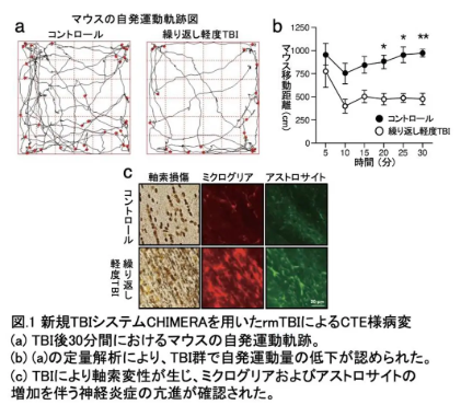 接触スポーツなどによる反復的な軽度頭部外傷は、認知症で見られる凝集体タンパク質の広がりを加速させる～ヒトの頭部外傷を再現するマウスモデルによる慢性外傷性脳症の研究～