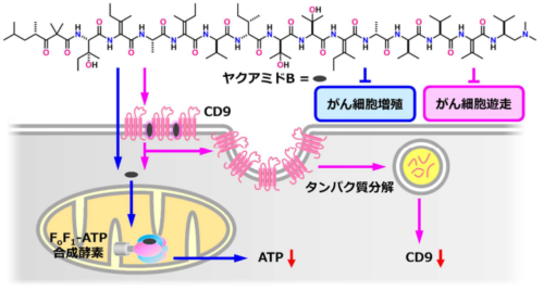 深海由来の天然物でがん細胞を制御～ヤクアミドBの2つ目の標的タンパク質CD9の発見～
