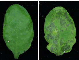 高湿度下での葉内の水集積をめぐる植物と病原細菌の攻防を解明 気孔を開いて水を排出させる酵素の遺伝子発現が標的だった～気候変動時代の病害防除への貢献に期待～