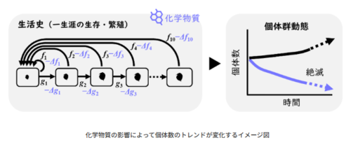 現行の生態毒性試験は野生生物の個体群への影響をどこまで捉えられるか ―生活史解析で見えてきた可能性―