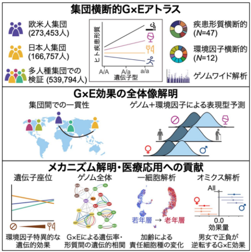 国際バイオバンク横断解析でゲノムと環境の相互作用を解明～相互作用のメカニズム解明・個別化医療・創薬に貢献～