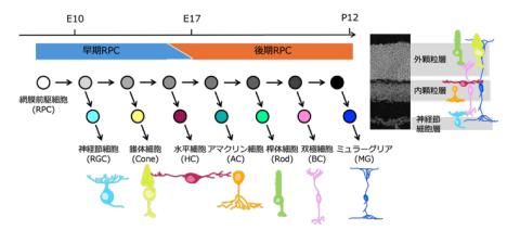 網膜形成を担う網膜前駆細胞の分化・再生機能を長く維持するための因子を特定 クロマチンの構造変化を制御する酵素が、遺伝子発現を安定化していた～網膜再生研究への応用に～