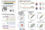 脳卒中後に言語理解が障害される仕組みを解明(Why the brain misunderstands speech after stroke)
