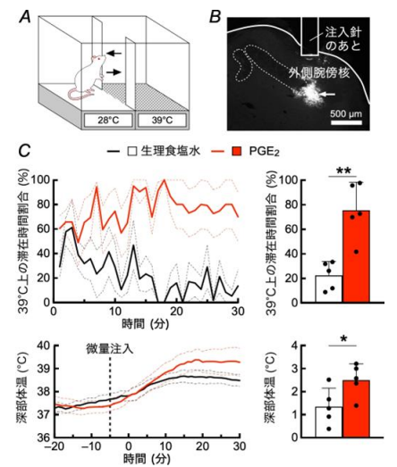 発熱時の暑熱欲求行動の神経メカニズムを解明～情動回路を介する「悪寒」の仕組み～