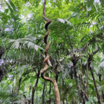 つる植物の寄生的行動を説明する数理モデルを解明(Scientists Unravel Vines’ Parasitic Nature) つる植物の寄生的行動を説明する数理モデルを解明(Scientists Unravel Vines’ Parasitic Nature)