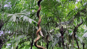 つる植物の寄生的行動を説明する数理モデルを解明(Scientists Unravel Vines’ Parasitic Nature)