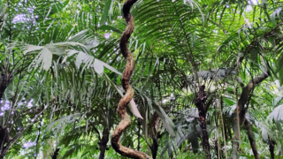 つる植物の寄生的行動を説明する数理モデルを解明(Scientists Unravel Vines’ Parasitic Nature)