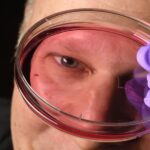 培養網膜がヒトの高精細視覚進化を示唆(Lab-grown Retinas May Show How Humans Developed Sharp Vision)