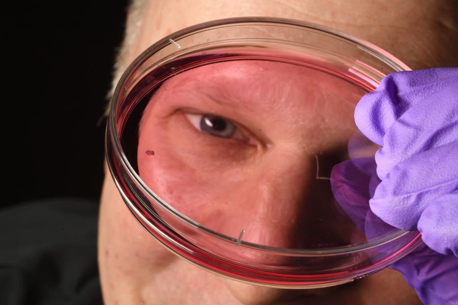 培養網膜がヒトの高精細視覚進化を示唆(Lab-grown Retinas May Show How Humans Developed Sharp Vision)