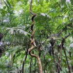 つる植物の寄生的行動を説明する数理モデルを解明(Scientists Unravel Vines’ Parasitic Nature)