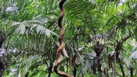 つる植物の寄生的行動を説明する数理モデルを解明(Scientists Unravel Vines’ Parasitic Nature)