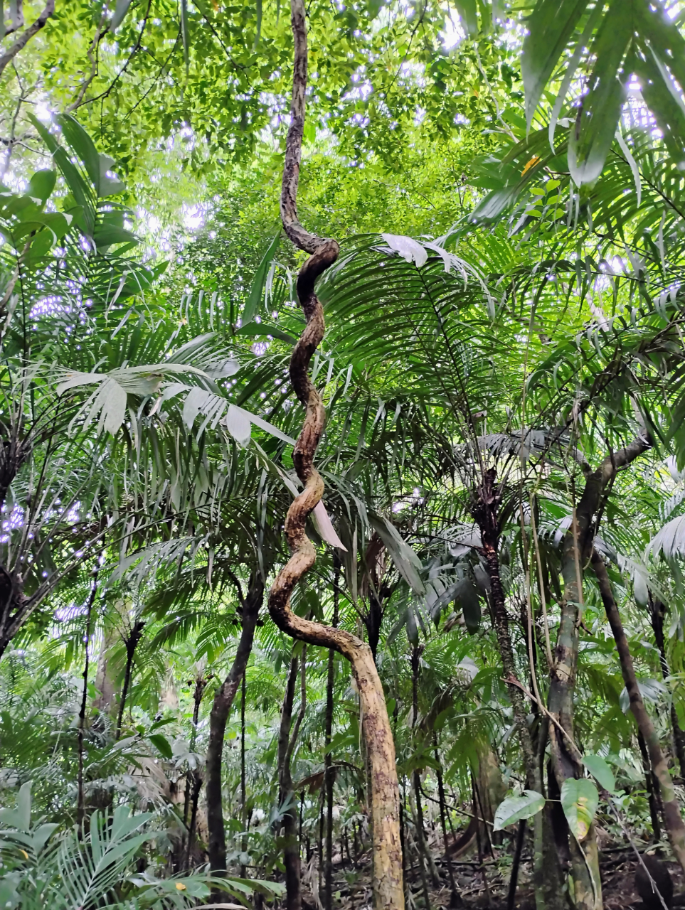 つる植物の寄生的行動を説明する数理モデルを解明(Scientists Unravel Vines’ Parasitic Nature)