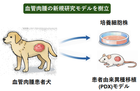 イヌの血管肉腫の新規患者由来モデルを樹立～糖が乏しい環境で働くリジンラクチル化の新たな役割を発見～