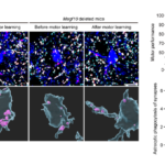 ドーパミンが選択しアストロサイトが洗練する:運動学習回路再編の新機構(Dopamine Selects, Astrocytes Refine: A New Mechanism for Motor-learning Circuit Rewiring)