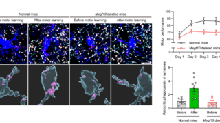ドーパミンが選択しアストロサイトが洗練する:運動学習回路再編の新機構(Dopamine Selects, Astrocytes Refine: A New Mechanism for Motor-learning Circuit Rewiring)