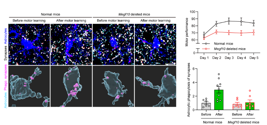 ドーパミンが選択しアストロサイトが洗練する:運動学習回路再編の新機構(Dopamine Selects, Astrocytes Refine: A New Mechanism for Motor-learning Circuit Rewiring)