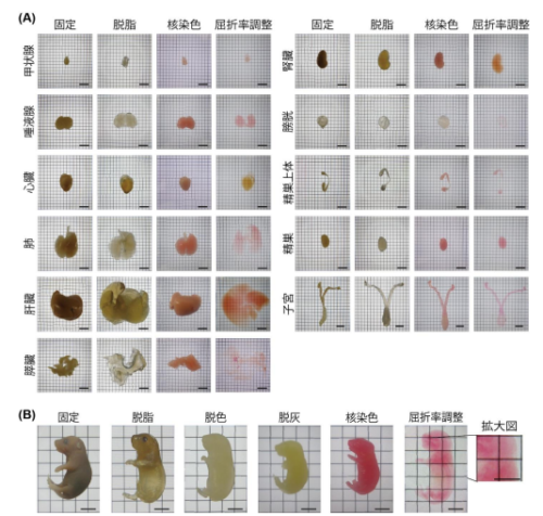 全臓器・全身の全細胞を網羅する3次元アトラスを構築～次世代の病理診断や創薬研究への展開に期待～