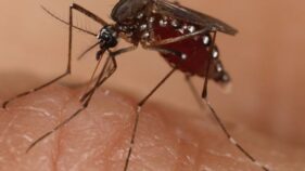 m6Aエピジェネティック修飾が脊椎動物と蚊の間でのアルボウイルス感染と伝播を制御することを解明（Study Reveals m6A Epigenetic Modification Controls Arbovirus Infection and Transmission between Vertebrates and Mosquitoes）