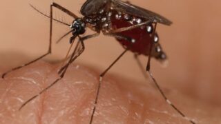 m6Aエピジェネティック修飾が脊椎動物と蚊の間でのアルボウイルス感染と伝播を制御することを解明（Study Reveals m6A Epigenetic Modification Controls Arbovirus Infection and Transmission between Vertebrates and Mosquitoes）