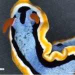 ウミウシの構造色による色彩形成メカニズムを解明（Impressionist sea slugs）