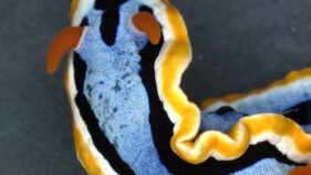 ウミウシの構造色による色彩形成メカニズムを解明（Impressionist sea slugs）
