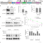生体内での精密な脳遺伝子編集が 神経発達障害治療の新たな希望を照らす(Precise In Vivo Brain Gene Editing Illuminating New Hope for Neurodevelopmental Disorder Treatment) 生体内での精密な脳遺伝子編集が 神経発達障害治療の新たな希望を照らす(Precise In Vivo Brain Gene Editing Illuminating New Hope for Neurodevelopmental Disorder Treatment)