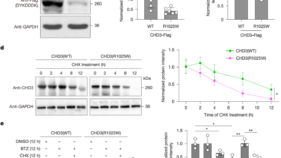 生体内での精密な脳遺伝子編集が 神経発達障害治療の新たな希望を照らす（Precise In Vivo Brain Gene Editing Illuminating New Hope for Neurodevelopmental Disorder Treatment）