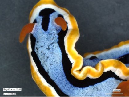 ウミウシの構造色による色彩形成メカニズムを解明（Impressionist sea slugs）