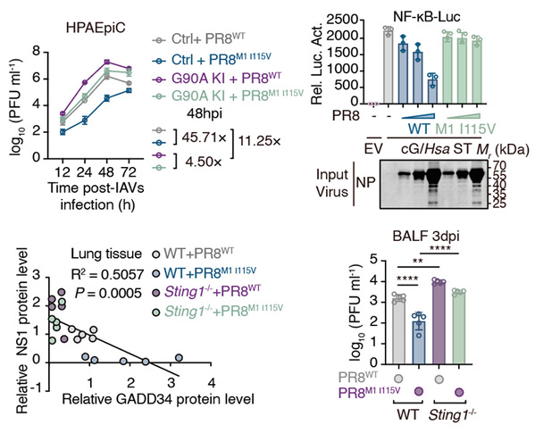 鳥インフルエンザが人に感染する仕組みの重要な手がかりを発見 (How does bird flu jump to humans? A team from Zhejiang University finds a key clue)