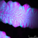 水素結合なしで複雑なDNA構造を形成（Scientists Form Complex DNA Structures Without Hydrogen Bonds）