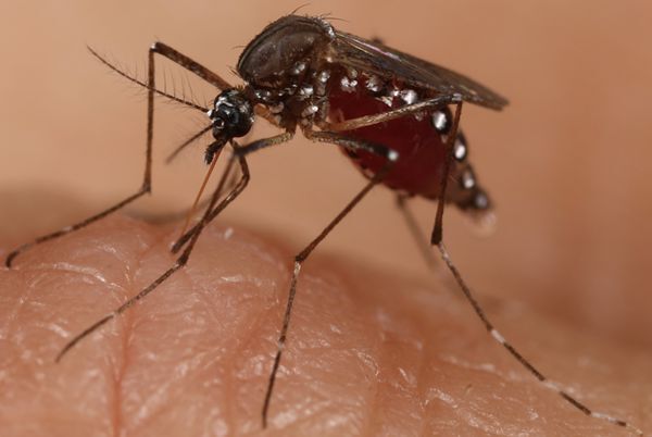 m6Aエピジェネティック修飾が脊椎動物と蚊の間でのアルボウイルス感染と伝播を制御することを解明（Study Reveals m6A Epigenetic Modification Controls Arbovirus Infection and Transmission between Vertebrates and Mosquitoes）