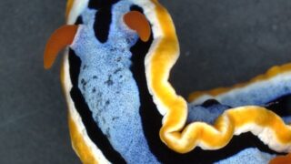 ウミウシの構造色による色彩形成メカニズムを解明（Impressionist sea slugs）