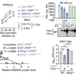 鳥インフルエンザが人に感染する仕組みの重要な手がかりを発見 (How does bird flu jump to humans? A team from Zhejiang University finds a key clue)