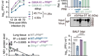 鳥インフルエンザが人に感染する仕組みの重要な手がかりを発見 (How does bird flu jump to humans? A team from Zhejiang University finds a key clue)