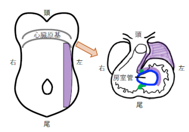 心臓の拍動を生み出す回路の設計図を解明 ～体の左右を決める情報が、心臓の中で背腹方向の位置情報に読み替えられることを発見～