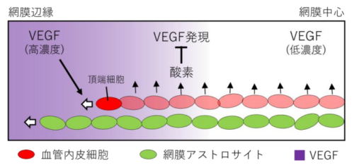 網膜の血管地図を再現する数理モデル～目の病気の理解を前へ～