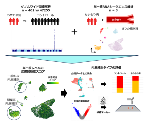 もやもや病の新たな遺伝的背景と疾患関連細胞の同定―疾患の遺伝的背景と密接に関連した細胞分画を明らかに―