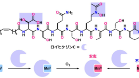 マンガン酸化を操る天然物 ――深海細菌が作るロイヒケリン C と金属との関わり――
