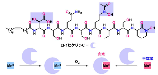 マンガン酸化を操る天然物 ――深海細菌が作るロイヒケリン C と金属との関わり――