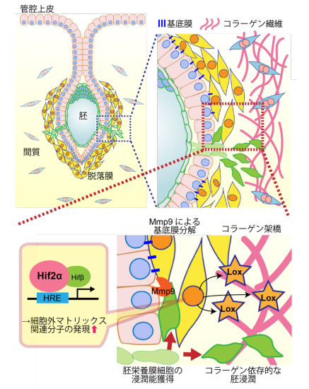 「着床」に関わる重要な新たな仕組みを解明―低酸素シグナルHif2α–Lox経路が子宮内マトリックスを再構築し、胚の浸潤と胎盤形成を促進―