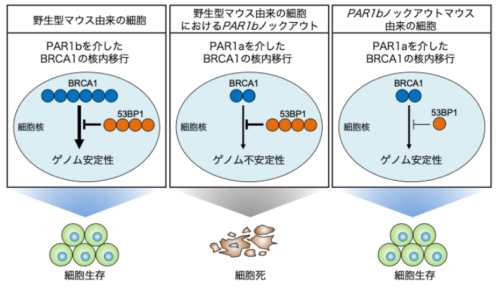 遺伝子ファミリー間の封印された冗長性を解明～致死的な遺伝子変異を克服するために生物は秘匿された冗長性を開封する～
