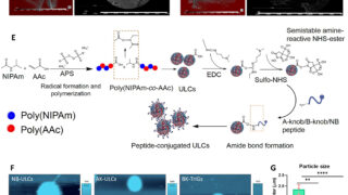 乳児手術の出血を半減させる注入型マイクロゲル開発（Injectable Particle Could Make Surgery Safer for Infants）