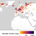水鳥の生息地が鳥インフルエンザ拡散に与える影響を解明（Bird flu spread could be impacted by where waterfowl like to live）