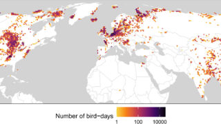 水鳥の生息地が鳥インフルエンザ拡散に与える影響を解明（Bird flu spread could be impacted by where waterfowl like to live）