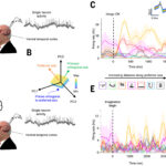 脳は心的イメージ形成時に視覚系ニューロンを利用する（Imagine That: Brain Uses Neurons from Vision System When Forming Mental Imagery）