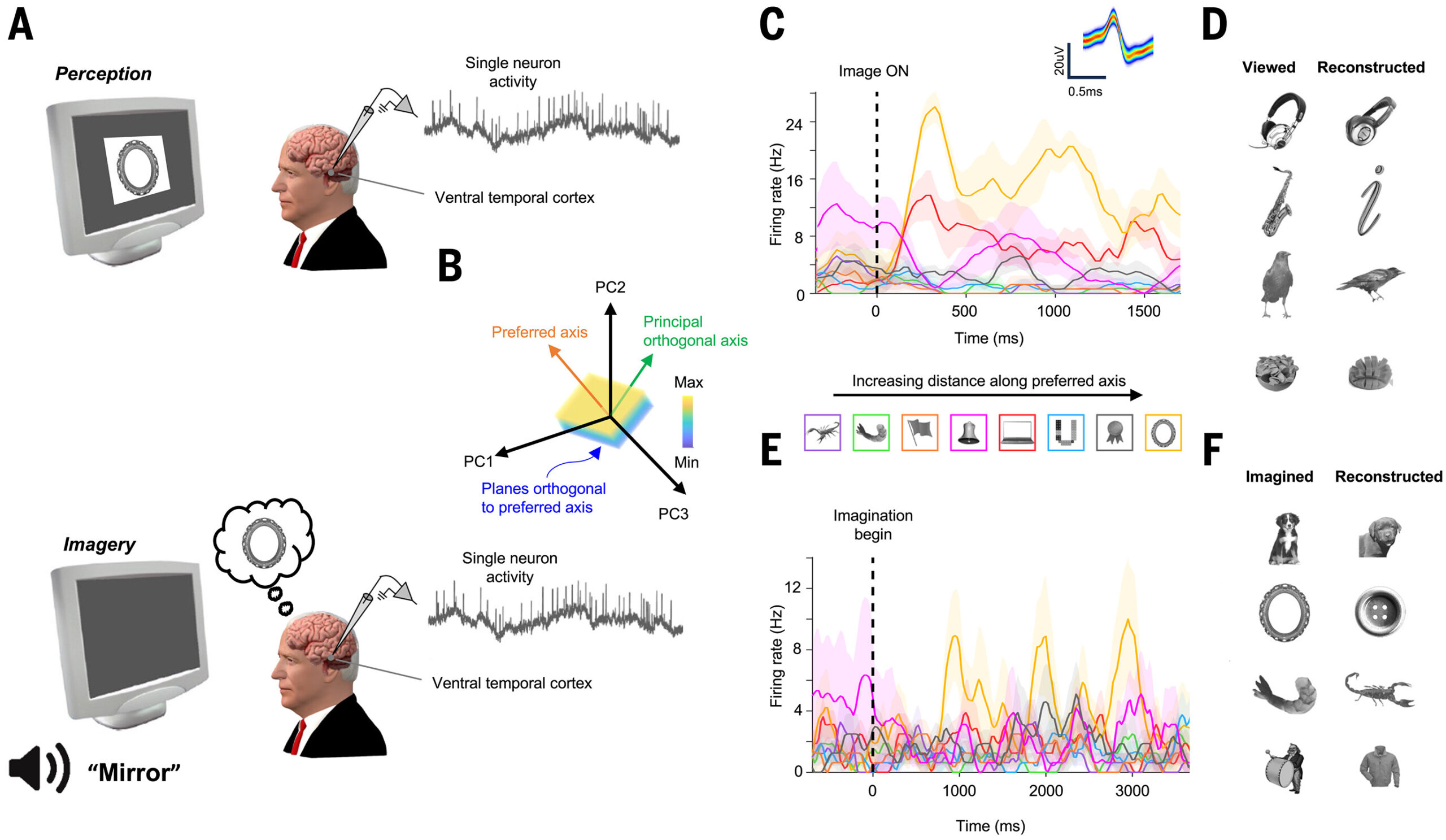 脳は心的イメージ形成時に視覚系ニューロンを利用する（Imagine That: Brain Uses Neurons from Vision System When Forming Mental Imagery）