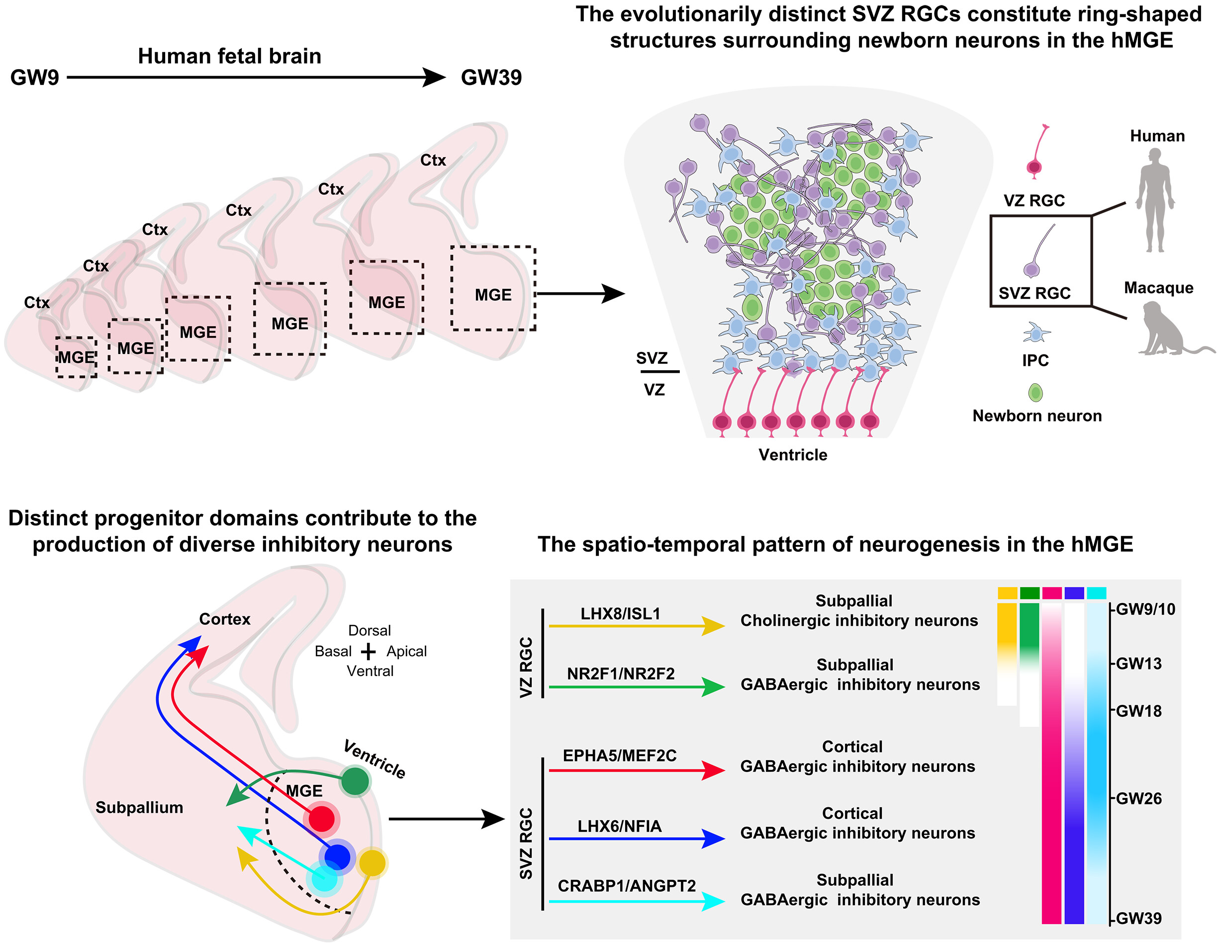 ヒト脳発達において抑制性ニューロン産生を維持する新規神経幹細胞の同定（Newly identified neural stem cells sustain inhibitory neuron production in the developing human brain）