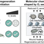 酸素が四肢再生能力を左右する仕組みを解明（When oxygen determines if a limb can regrow）