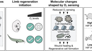 酸素が四肢再生能力を左右する仕組みを解明（When oxygen determines if a limb can regrow）